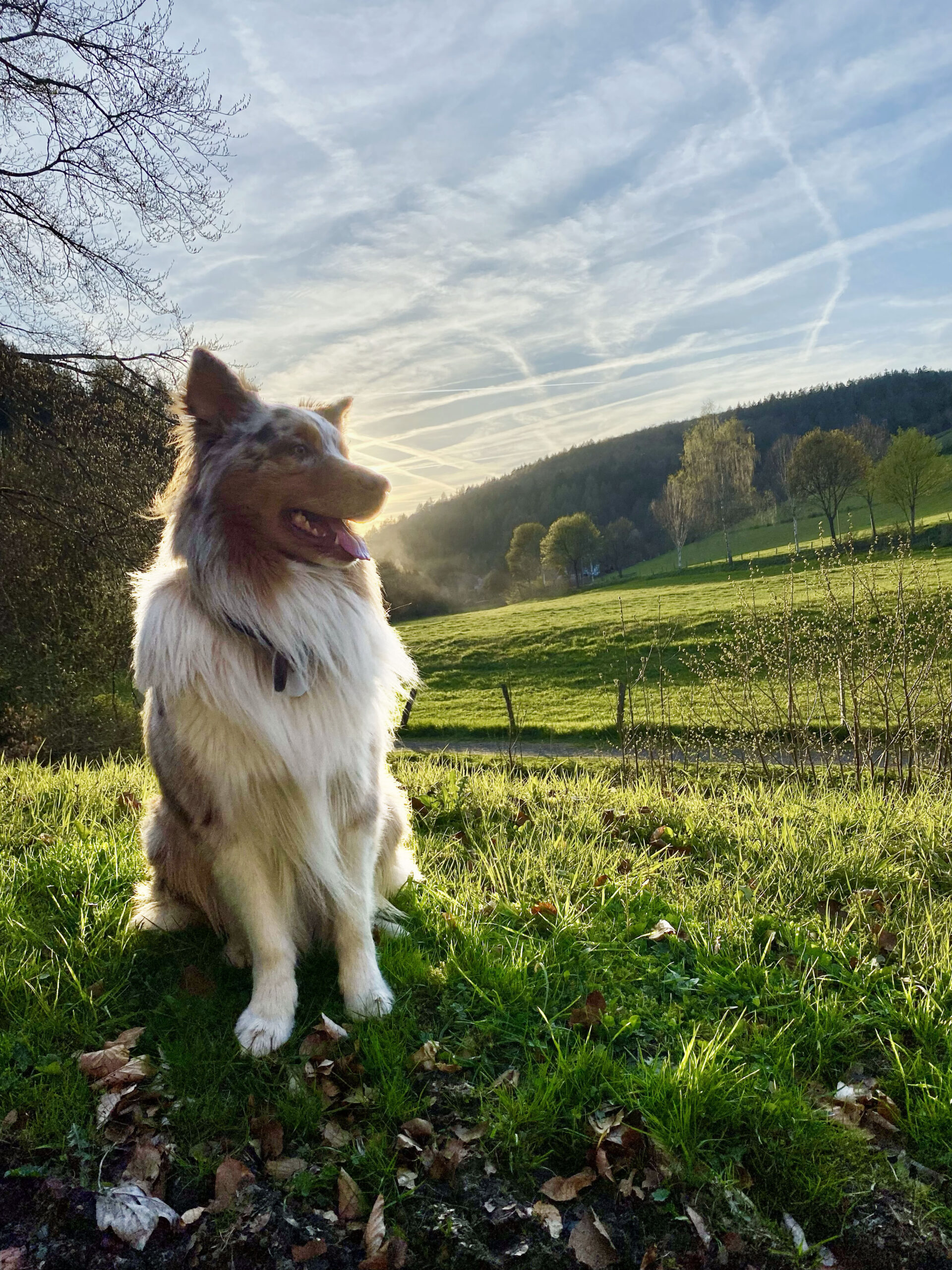 Urlaub mit Hund